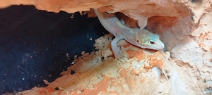 Leopardgecko Männchen Reinwater  Bild 2