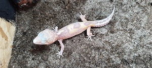 Leopardgecko Männchen Reinwater  Bild 4