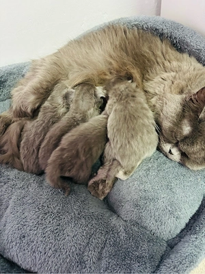BKH BLH baby Katzen 