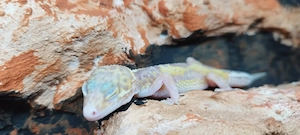 Leopardgecko Männchen Reinwater  Bild 3