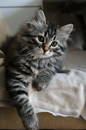 Sibirische Katzenbabys mit Stammbaum 