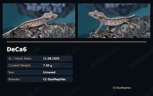 Kronengeckos Hamm C. Ciliatus Morphen NZ Bild 8