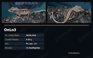 Kronengeckos Hamm C. Ciliatus Morphen NZ Bild 5