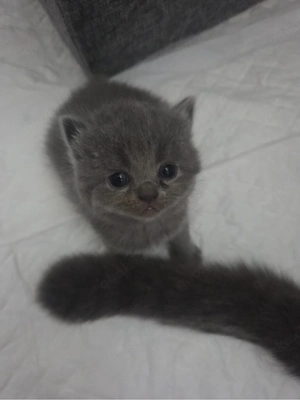 bkh kitten zum abgeben