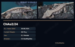 Kronengeckos Hamm C. Ciliatus Morphen NZ Bild 6