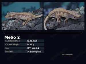 Kronengeckos Hamm C. Ciliatus Morphen NZ Bild 3