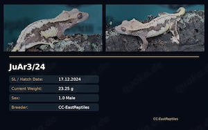 Kronengeckos Hamm C. Ciliatus Morphen NZ Bild 7