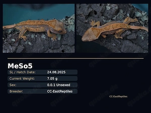 Kronengeckos C. Ciliatus Morphen NZ