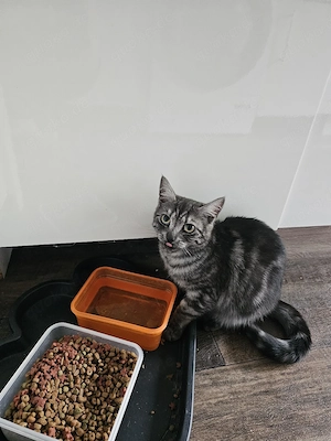 main coon mix lady nala 