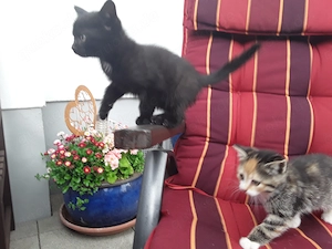 4 wunderschöne Babykatzen Kitten Katzenbabys