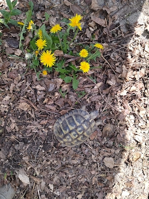 griechische Schildkröte, m