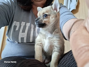 Chihuahua mix Welpe Hündin 