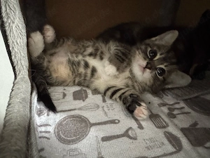 Babykatze abzugeben