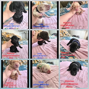 Multimix Welpen Labrador - Königspudel - Weimaraner