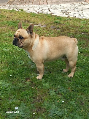 Deckrüdie Französisch Bulldogge Milov