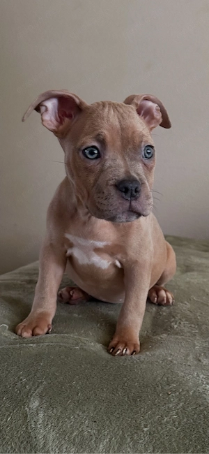 Merle !!!American Pocket Bully Hündin Merle 10 wochen alt 