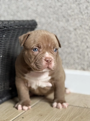 American bully Welpen