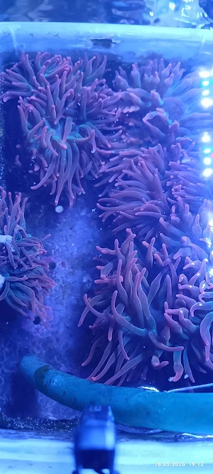 Kupferanemonen, Korallen, Meerwasser, 