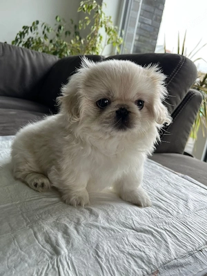 Reinrassige Minipekinese Welpen zu Verkaufen!!!