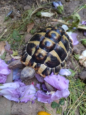 2 griechische Schildkröten, m