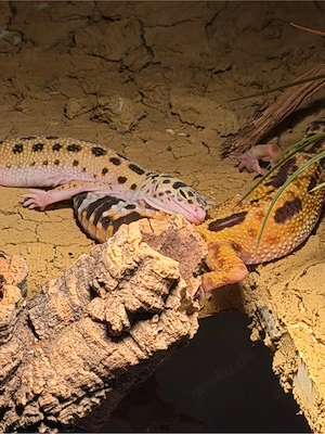Leopardgecko Gruppe (4 Tiere) aus 2025 inklusive Terrarium