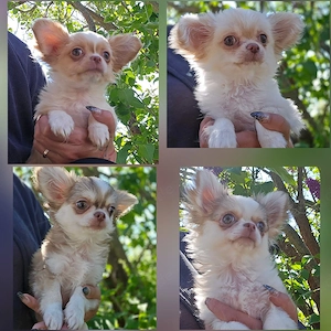 Chihuahua Welpen 