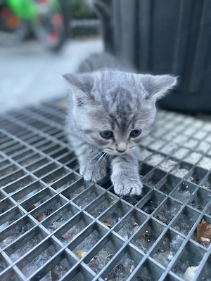 Katzen baby