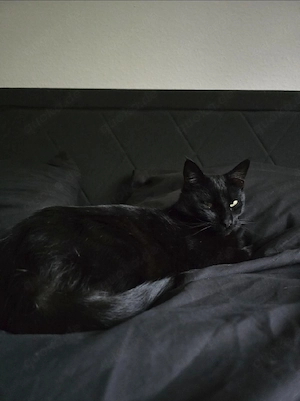 Schwarzer Katzer 3 Jahre Maine Coon Mix 2 Jahre
