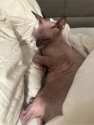 Sphynx Katze Lucy    4 Jahre   verschmust, geimpft & kastriert sucht liebevolles Zuhause