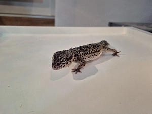 Harmonische Leopardgecko-Gruppe (3 Weibchen) im Komplettset inkl. Technik