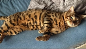 Wunderschöner Bengal Deckkater!
