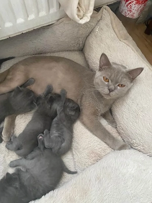 katzen britisch kurzhaar