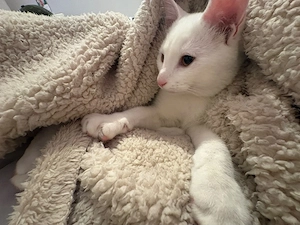 katze zu verkaufen