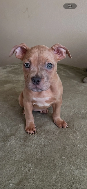 American Pocket Bully Merle Hündin 11 wochen alt  Bild 8