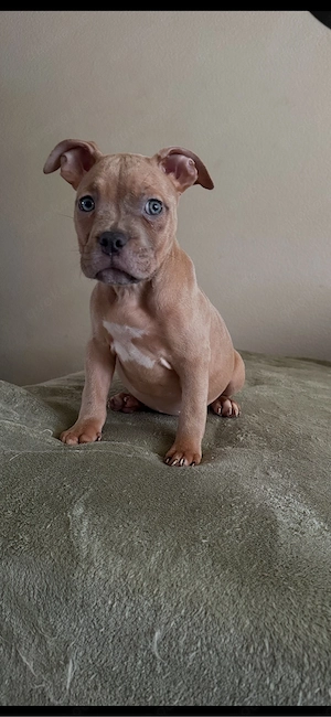American Pocket Bully Merle Hündin 11 wochen alt  Bild 6