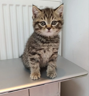Dre zuckersüße BKH-Kitten schon bereit zur Besichtigung und Reservierung