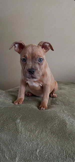 Merle !!!American Pocket Bully Hündin Merle 10 wochen alt 