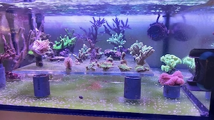 Korallenableger Meerwasseraquarium