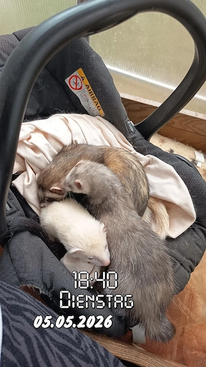 Traumzuhause für souveräne Frettchen-Fähe gesucht (PLZ  km) Bild 3