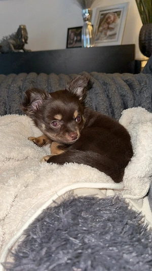 Chihuahua Welpe Bild 5