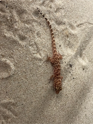 Heteronotia binoei