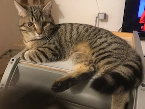 BKH Katzen Bild 2