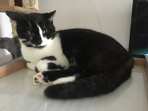 BKH Katzen Bild 3