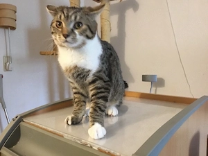 BKH Katzen