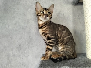 Wunderschöne Kitten suchen ein liebevolles Zuhause