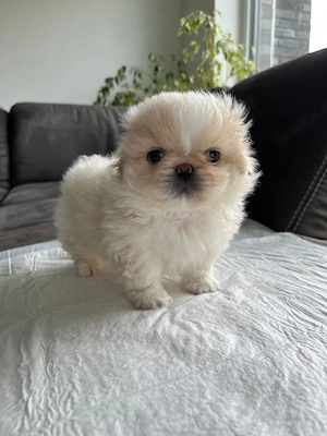 Reinrassige Mini Pekinesewelpen!!! Bild 5