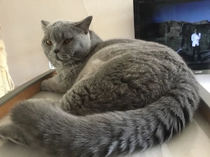 BKH Deckkater 