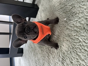 Französische Bulldoggen
