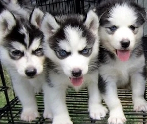 FCI Pedigree Blue Eyed Black & White Siberian Husky Welpen Champion Puppy