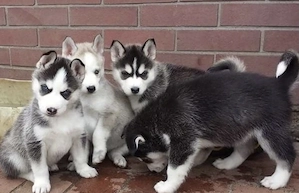 Süße Siberian Husky Welpen suchen ein liebevolles Zuhause